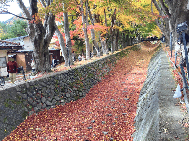 富士河口湖町、紅葉まつり、もみじ回廊